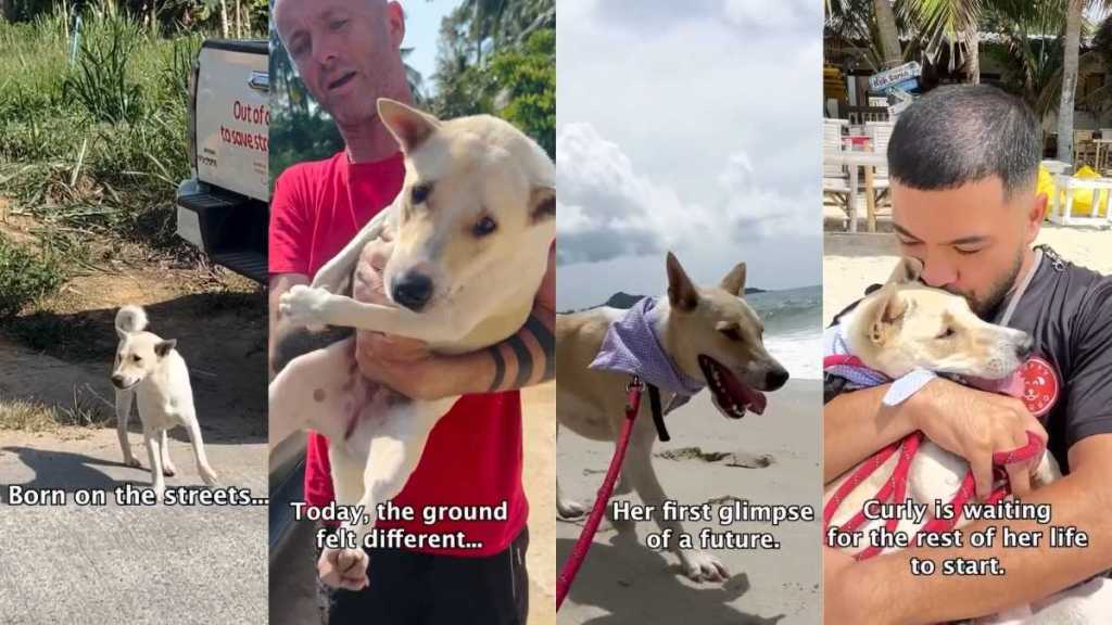 Former Street Dog Discovering What Safety Feels Like Is Heartwarming