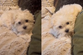 Talking puppy play hide seek