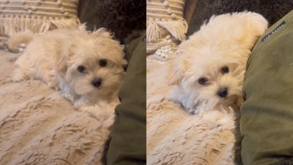 Talking puppy play hide seek