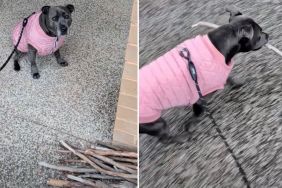 Dog Had To Make ‘Tough Decision’ at Stick Library