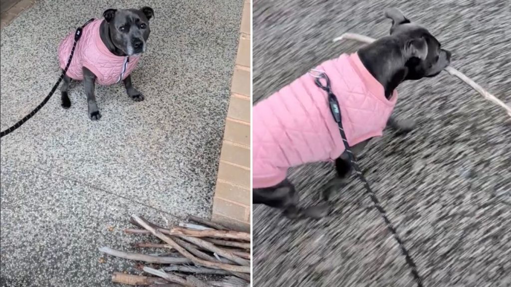 Dog Had To Make ‘Tough Decision’ at Stick Library