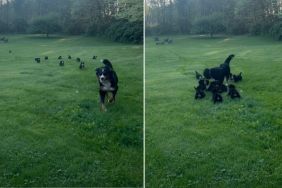 Puppy Pack Running After Mama Dog in Big Field Is Heavenly