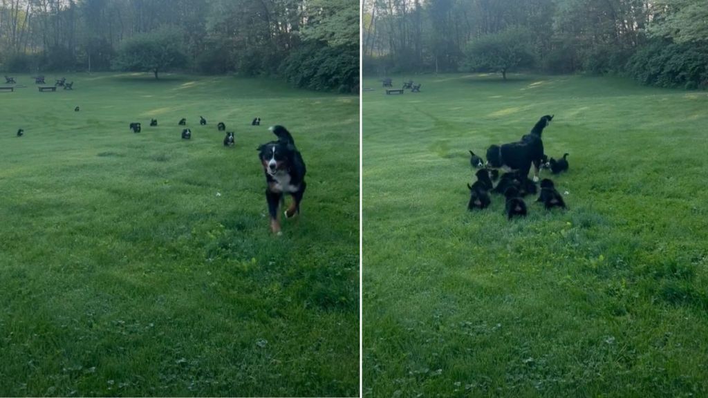 Puppy Pack Running After Mama Dog in Big Field Is Heavenly