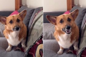 Owner Reveals Corgi Smiles Only for Strawberries