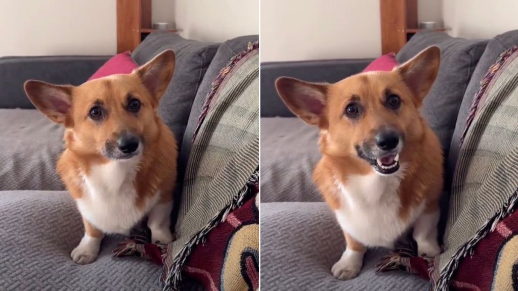Owner Reveals Corgi Smiles Only for Strawberries
