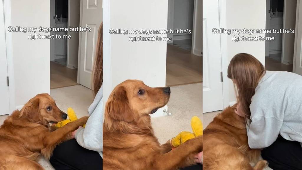 Dog Reacts to Mom Calling His Name Out Loud When He’s Right There