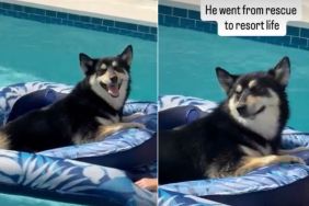 Rescue Dog Is Living His Best 'Resort Life,' Lounging in Pool