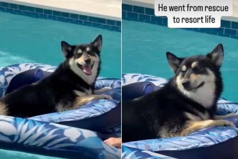 Rescue Dog Is Living His Best 'Resort Life,' Lounging in Pool