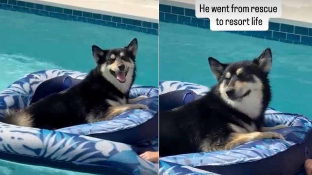 Rescue Dog Is Living His Best 'Resort Life,' Lounging in Pool