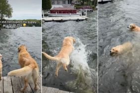 Puppy Follows Big Furry Brother & Jumps Straight Into Water