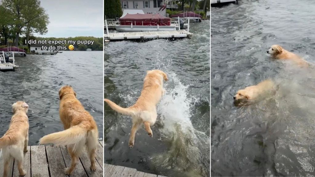 Puppy Follows Big Furry Brother & Jumps Straight Into Water