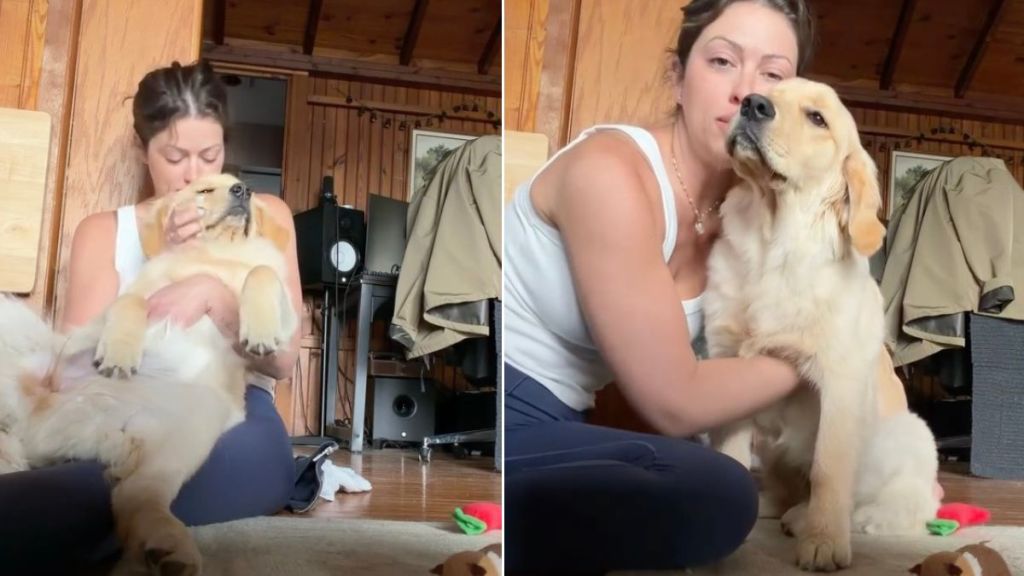 Golden Retriever Puppy Wakes up From Nap To Get Sweet Scratches From Mom