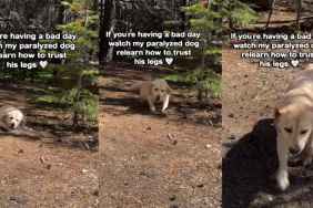 Paralyzed Dog Relearns How To Trust His Legs Again, One Wobbly Step at a Time