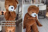 Four Dogs React to Dad Dressed as ‘Giant Teddy Bear'