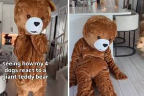 Four Dogs React to Dad Dressed as ‘Giant Teddy Bear'