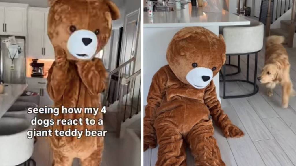 Four Dogs React to Dad Dressed as ‘Giant Teddy Bear'