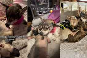Senior Dog Becomes Mama Again to Rescue Puppy, This Time in a Safe Home