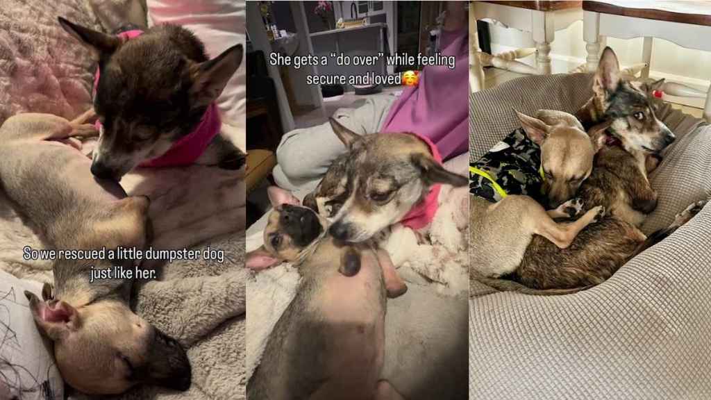 Senior Dog Becomes Mama Again to Rescue Puppy, This Time in a Safe Home