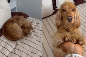 Dog Looks Like Little 'Croissant' & Mom Can’t Handle Cuteness