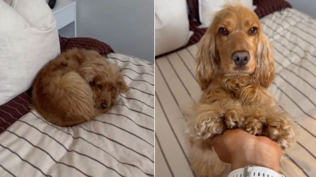 Dog Looks Like Little 'Croissant' & Mom Can’t Handle Cuteness