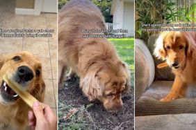 Dog Loves To Hide Favorite Treat as Treasure To Enjoy It Later