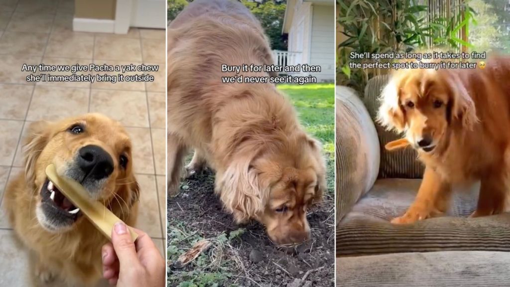 Dog Loves To Hide Favorite Treat as Treasure To Enjoy It Later