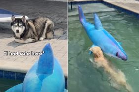 Owner Captures Four Dogs’ Reaction To Fake Shark in Pool