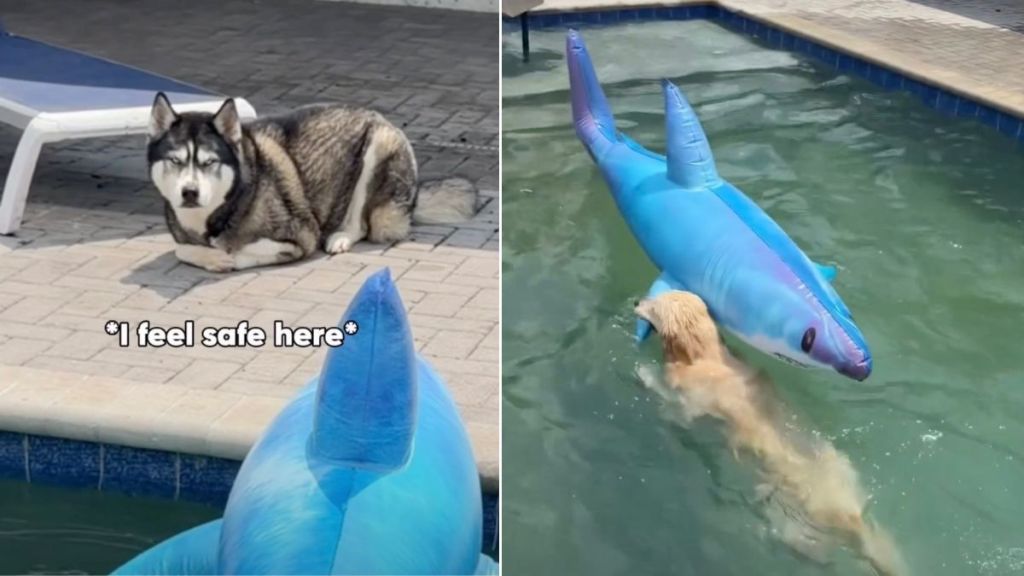 Owner Captures Four Dogs’ Reaction To Fake Shark in Pool