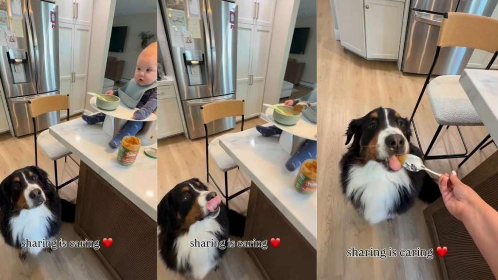 Dog Shares Sweet Peanut Butter Moment With Little Boy