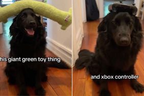 Dog Learns New Trick of Balancing Objects on His Head