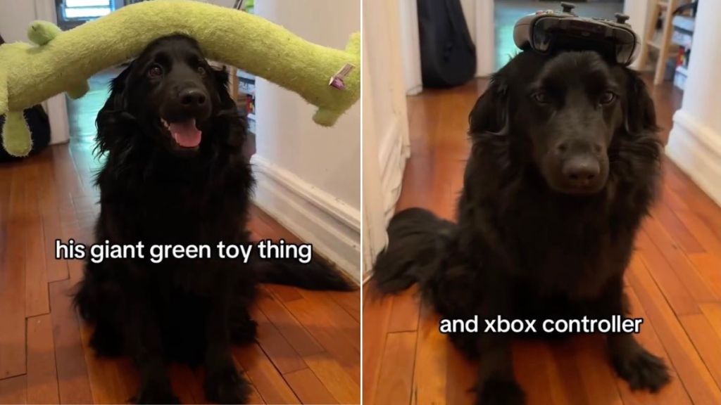 Dog Learns New Trick of Balancing Objects on His Head