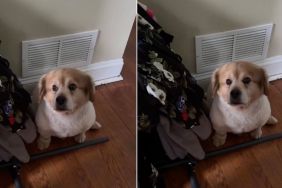 Dog Who Moved Every Year Looks Devastated When Family Starts Clearing Out Room