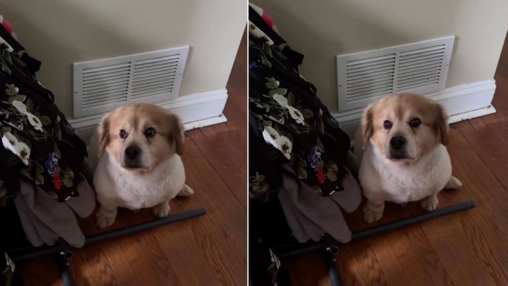 Dog Who Moved Every Year Looks Devastated When Family Starts Clearing Out Room