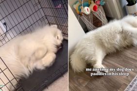 Owner Captures Dog Paddling in His Sleep