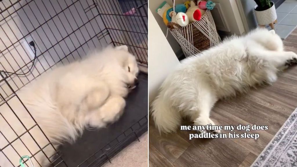 Owner Captures Dog Paddling in His Sleep