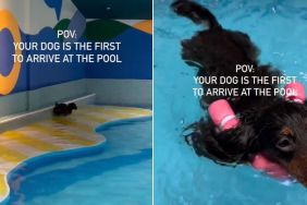 Dog Starts Doing ‘Happy Hops’ After Arriving First at Pool