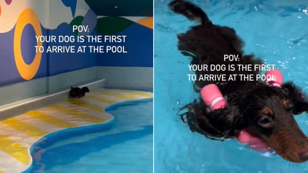 Dog Starts Doing ‘Happy Hops’ After Arriving First at Pool