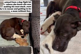 Rescue Dog Can Finally Be a Mom Without the Fear of Losing Her Babies