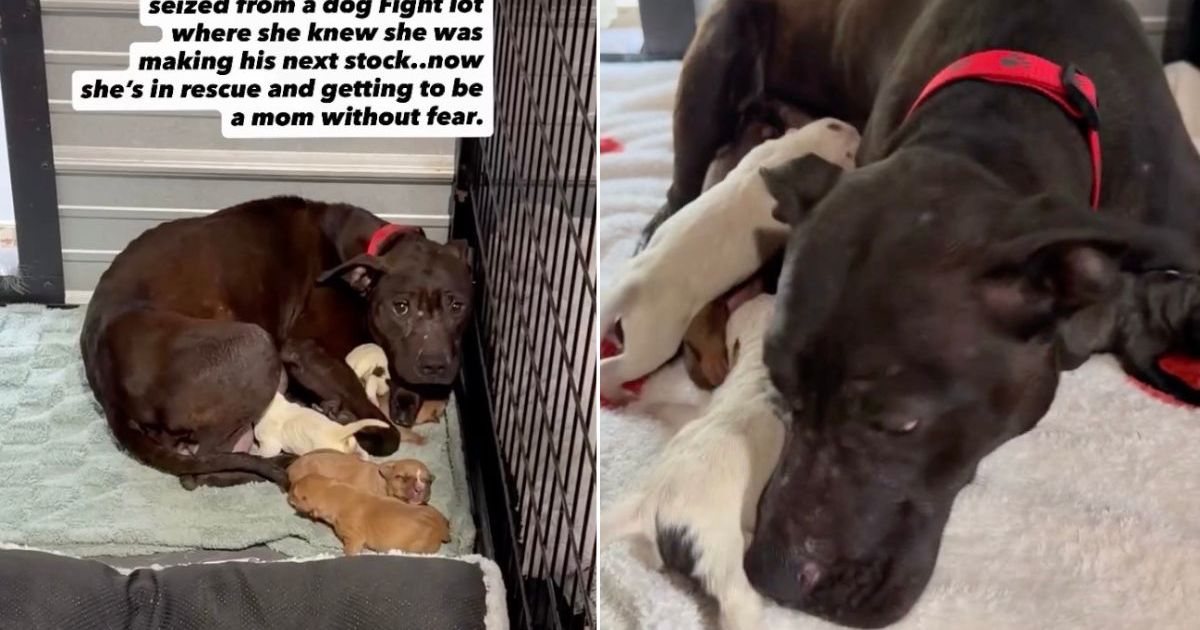 Rescue Dog Can Finally Be a Mom Without the Fear of Losing Her Babies ...