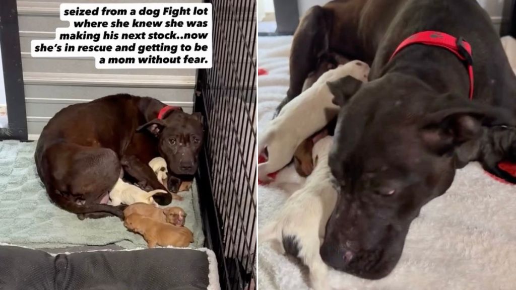 Rescue Dog Can Finally Be a Mom Without the Fear of Losing Her Babies