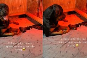 Dog Completely Freezes When She Hears Her Baby Crying, Then Does This