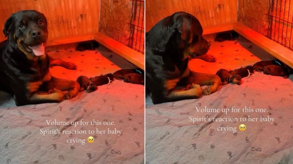 Dog Completely Freezes When She Hears Her Baby Crying, Then Does This