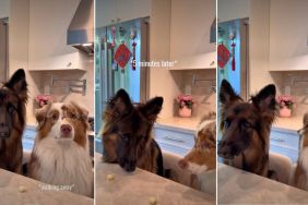 Dog Siblings’ ‘Cheese Challenge’ Ends With Unexpected Twist