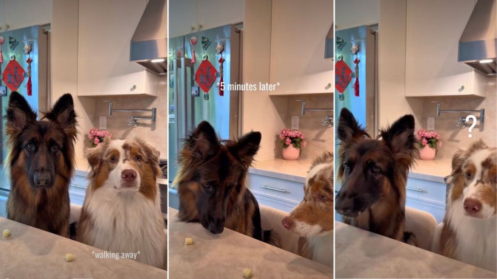Dog Siblings’ ‘Cheese Challenge’ Ends With Unexpected Twist