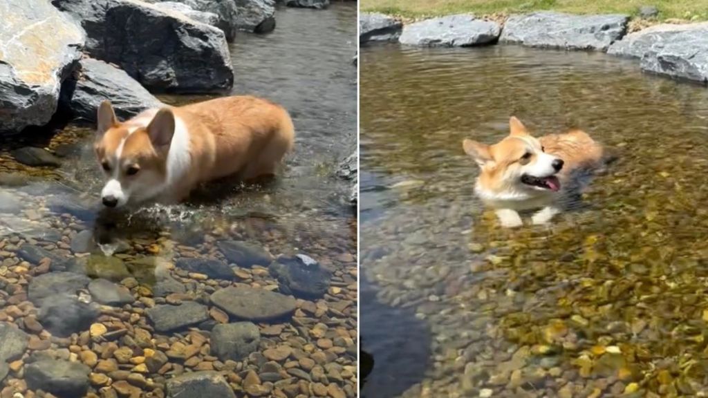 Corgi Happily Floating Through Stream Is Too Cute To Miss