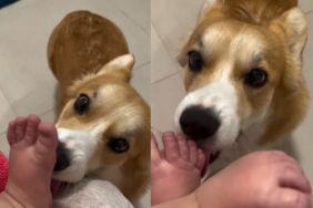Corgi Makes Baby Laugh With Adorable Little Kisses