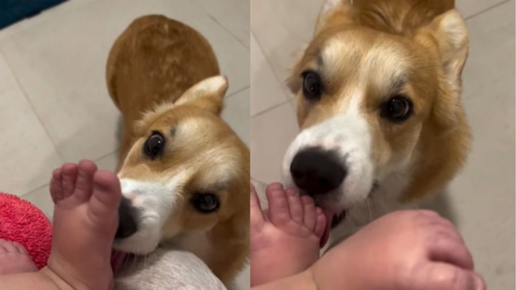 Corgi Makes Baby Laugh With Adorable Little Kisses