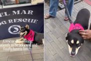 Rescue Dog Failed To Get Adopted at Event Waits for Forever Family