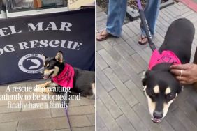 Rescue Dog Failed To Get Adopted at Event Waits for Forever Family