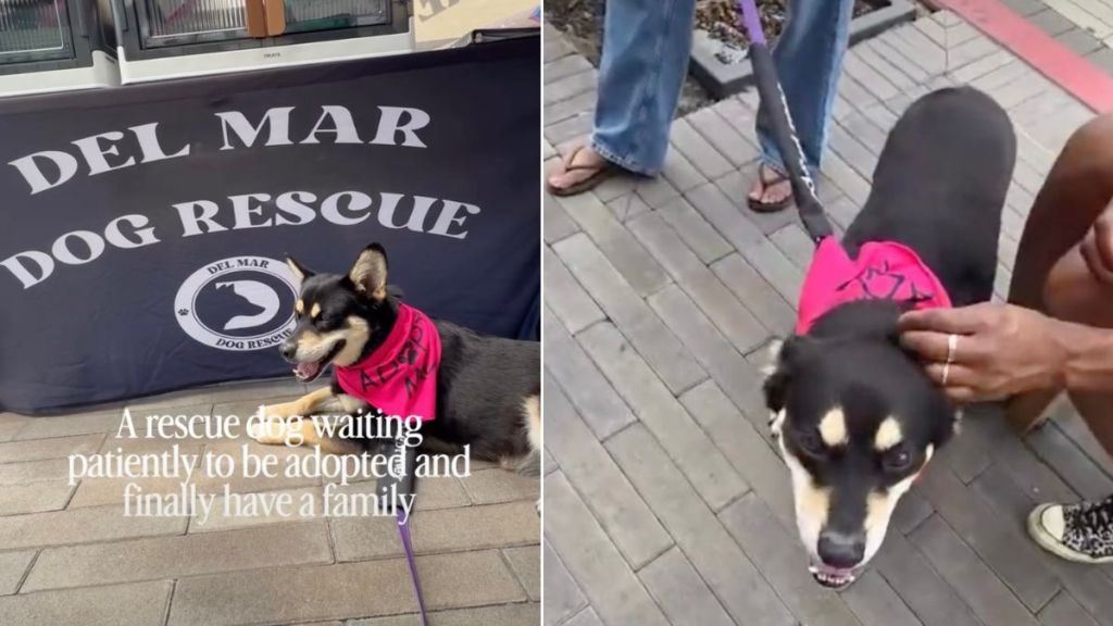 Rescue Dog Failed To Get Adopted at Event Waits for Forever Family